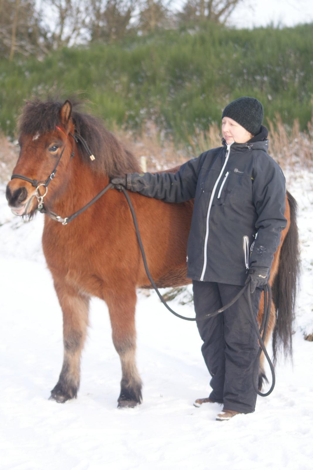 Islænder Sindri fra Spøttrup Mark billede 9