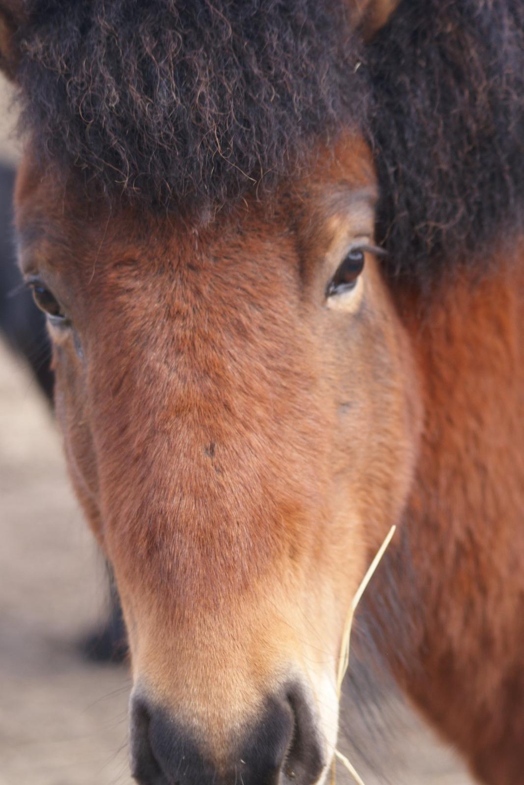 Islænder Sindri fra Spøttrup Mark - Den søde lille Trolde hest. billede 15