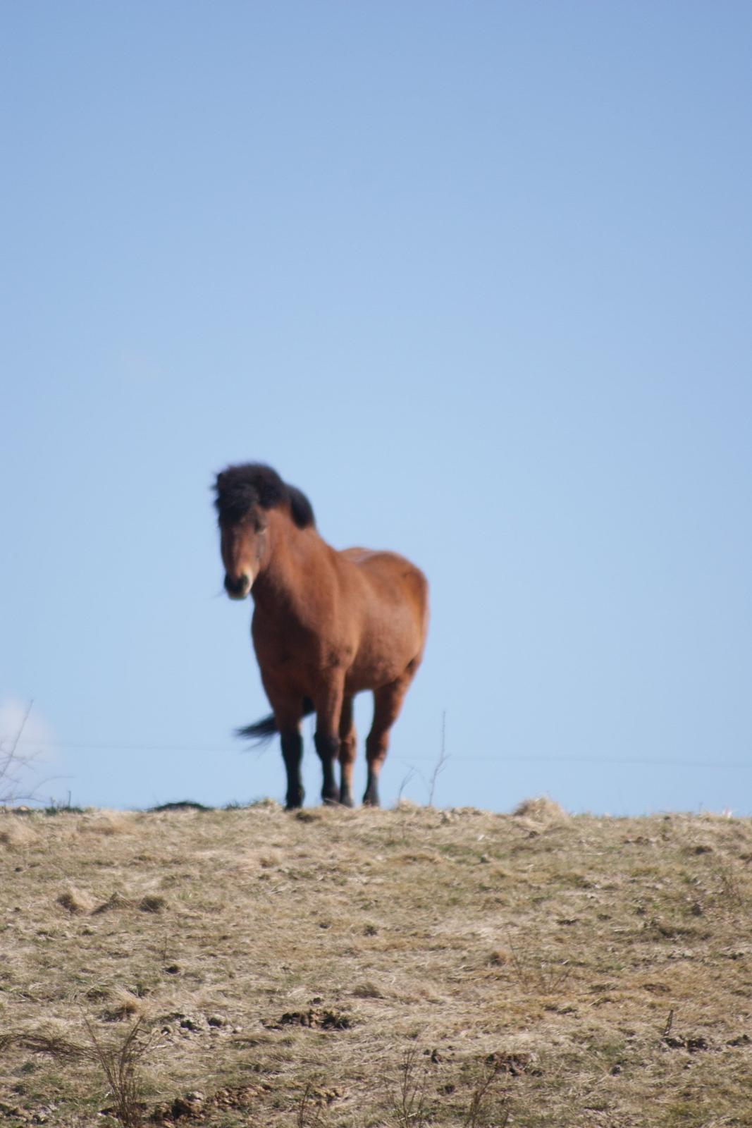 Islænder Sindri fra Spøttrup Mark billede 1