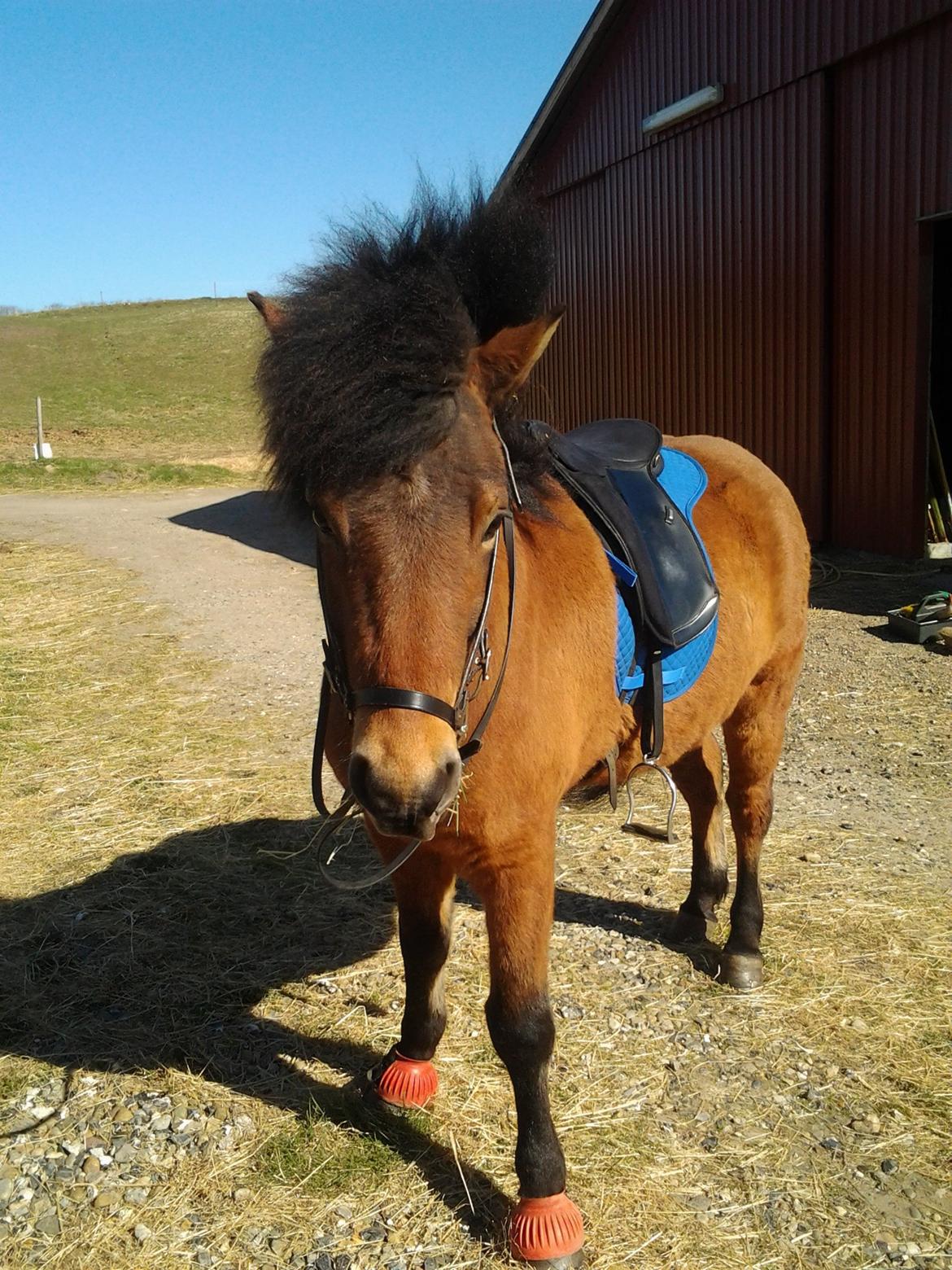 Islænder Sindri fra Spøttrup Mark - Klar til tur, juni 2013. billede 16
