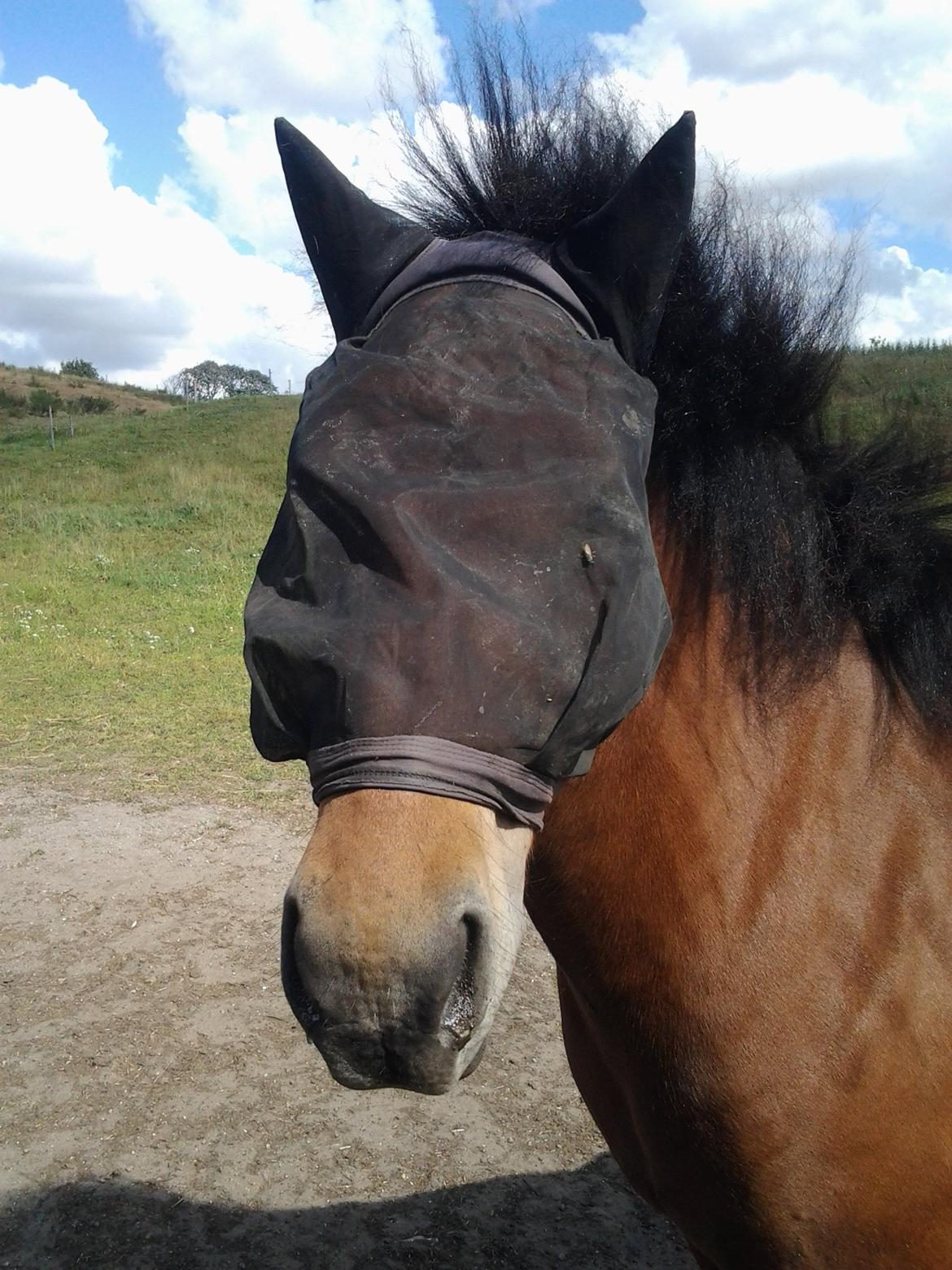 Islænder Sindri fra Spøttrup Mark - Nu som Batman! De trælse fluer har givet betændelse i øjnene! godt vi har midler til at stoppe den slags! billede 17