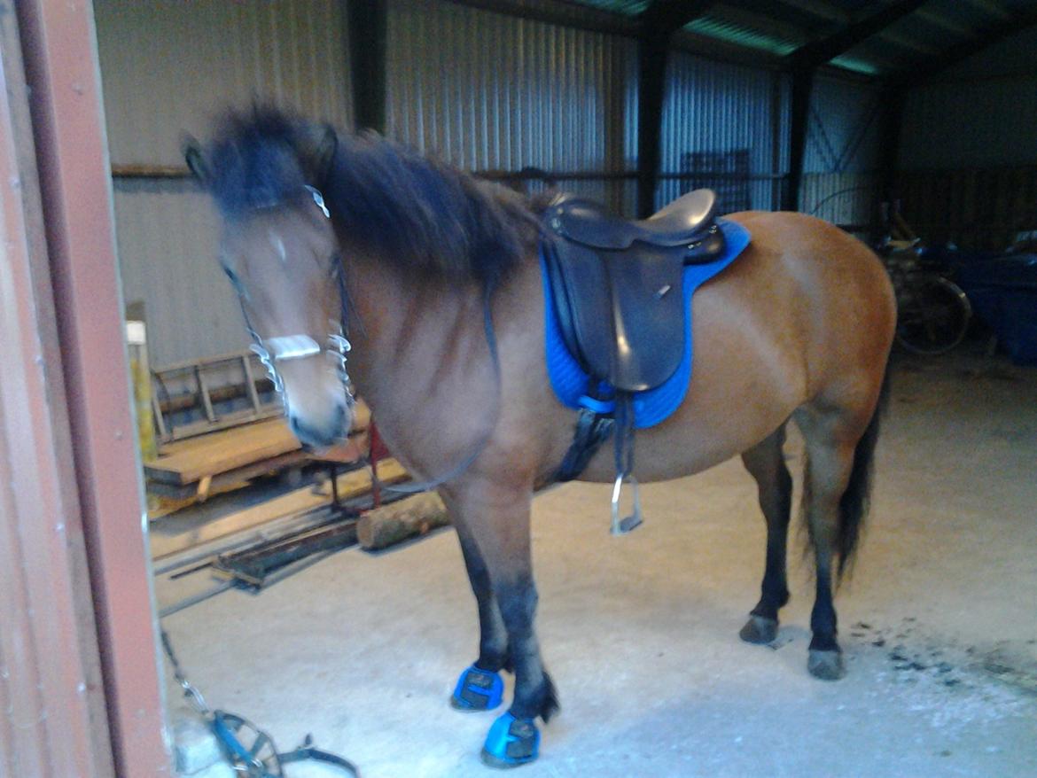 Islænder Sindri fra Spøttrup Mark billede 18