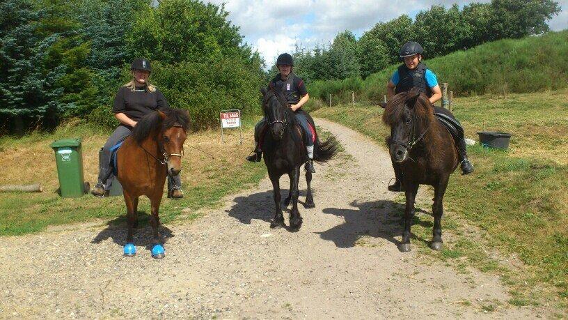 Islænder Sindri fra Spøttrup Mark - Hjemme igen efter en dejlig tur på Vest Sallingstien, sammen med Rose og Mormor Fjat. billede 19