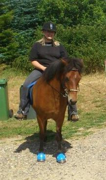 Islænder Sindri fra Spøttrup Mark billede 20