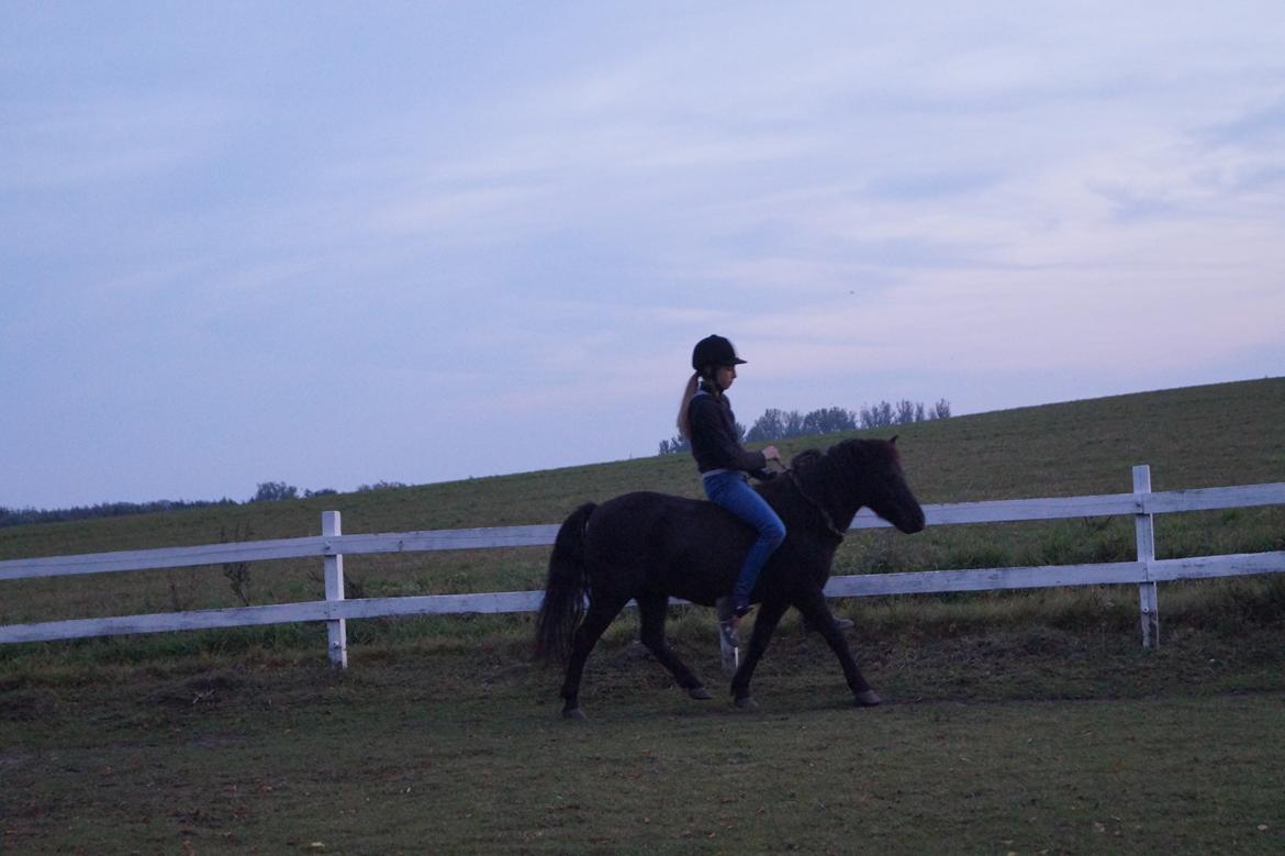 Anden særlig race Oliver - Trav i cordeo :*
Foto Caitlin billede 11