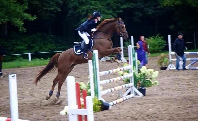 Dansk Varmblod Rinkenæs' Chico - LÅÅÅÅÅÅGSUS HEST! <3 <3 <3  billede 19