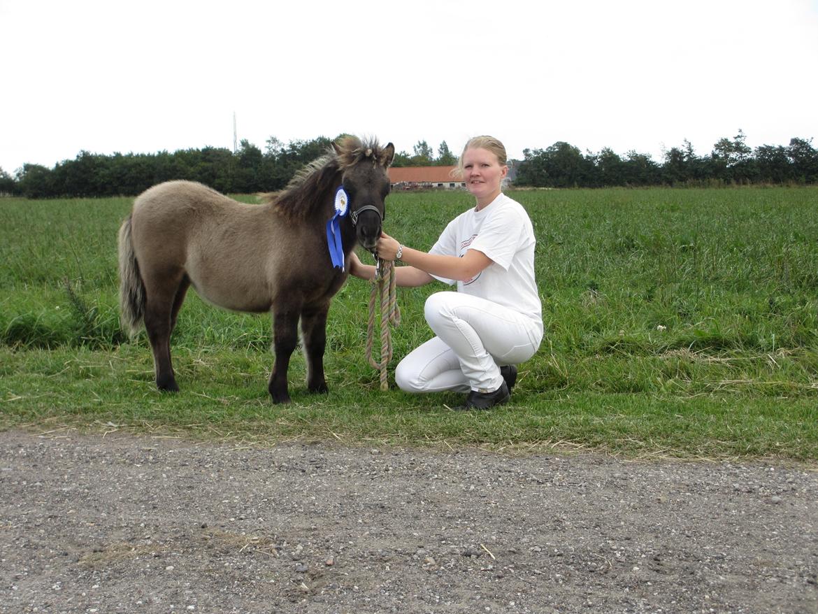 Shetlænder Skovledet Camelot *RIP* - Sulsted billede 1