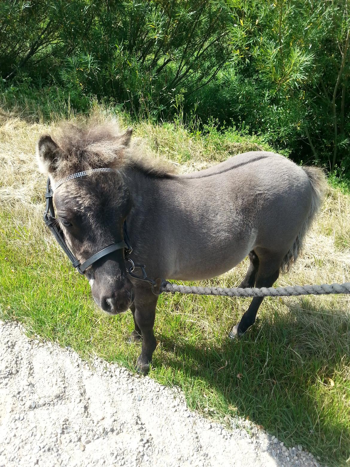 Shetlænder Skovledet Camelot *RIP* - Sommerpels ;)
 billede 12