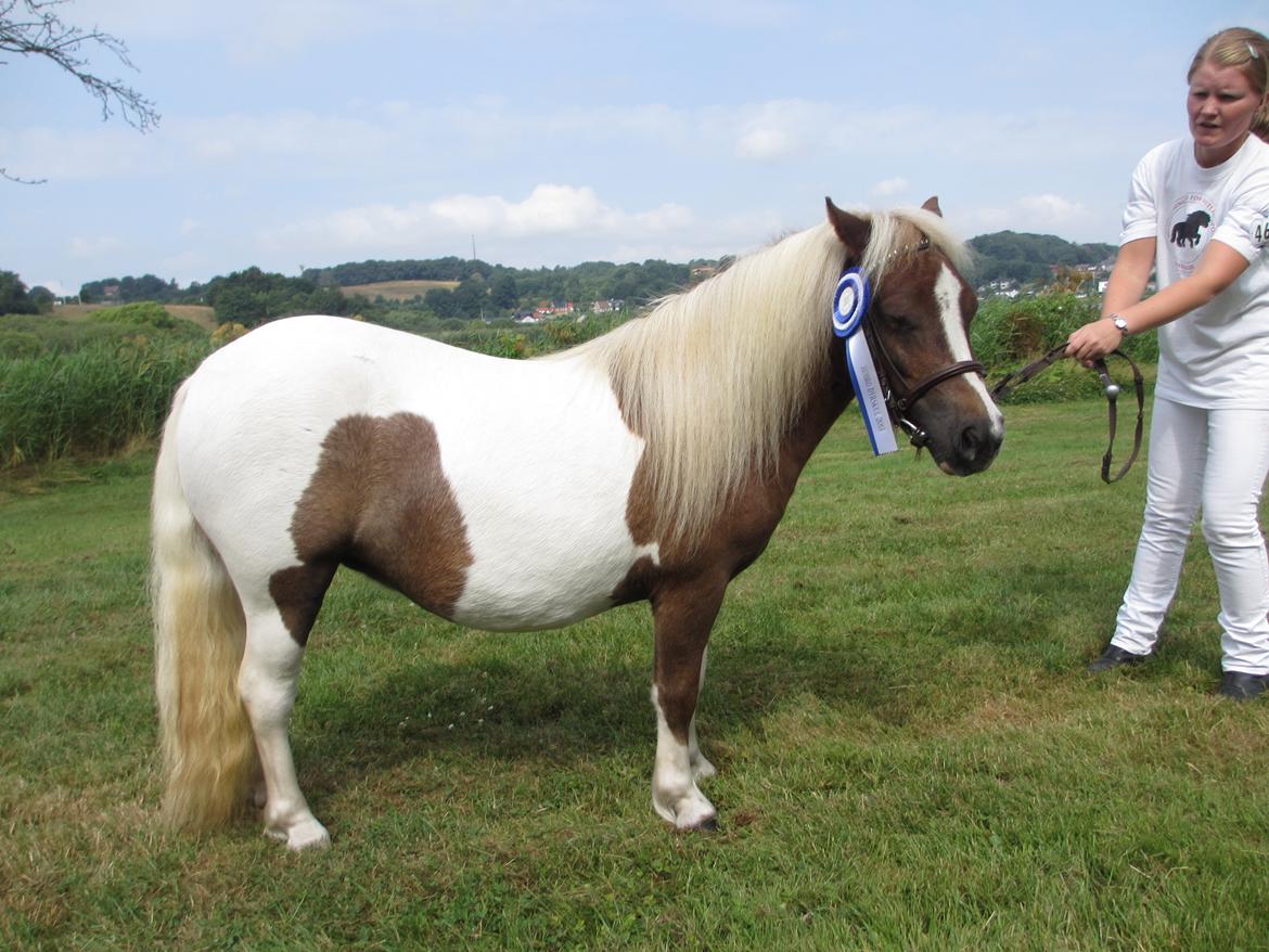 Shetlænder Skovledet Yasmin - Hobro dyrkue 2013 billede 19