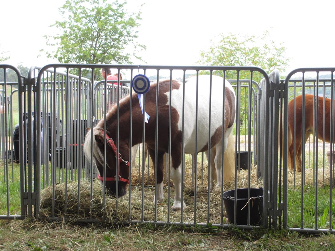 Shetlænder Skovledet Yasmin - Hobro 2013 billede 20