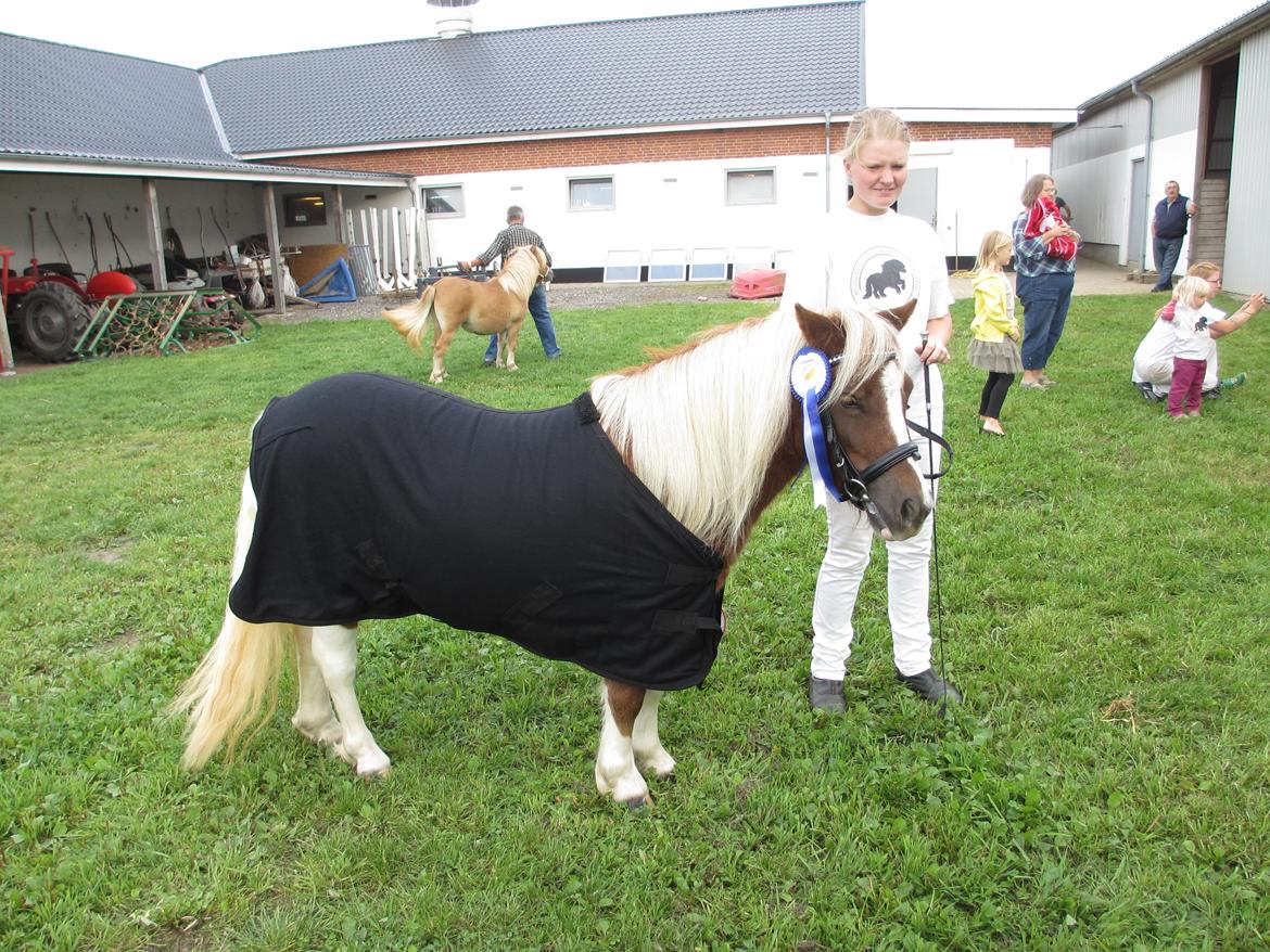 Shetlænder Skovledet Yasmin - Sulsted 2013 med endnu et æresdækken ;) billede 21