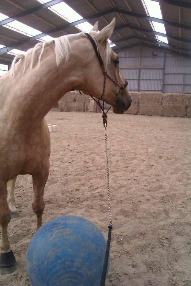 Palomino Axélls Bette Davis - Jordtræning Juni 2012.. billede 23