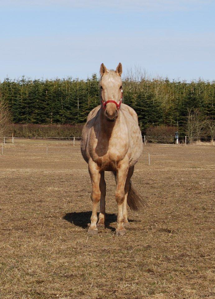 Palomino Axélls Bette Davis - Kort før hun skulle fole Marts 2013.. billede 27