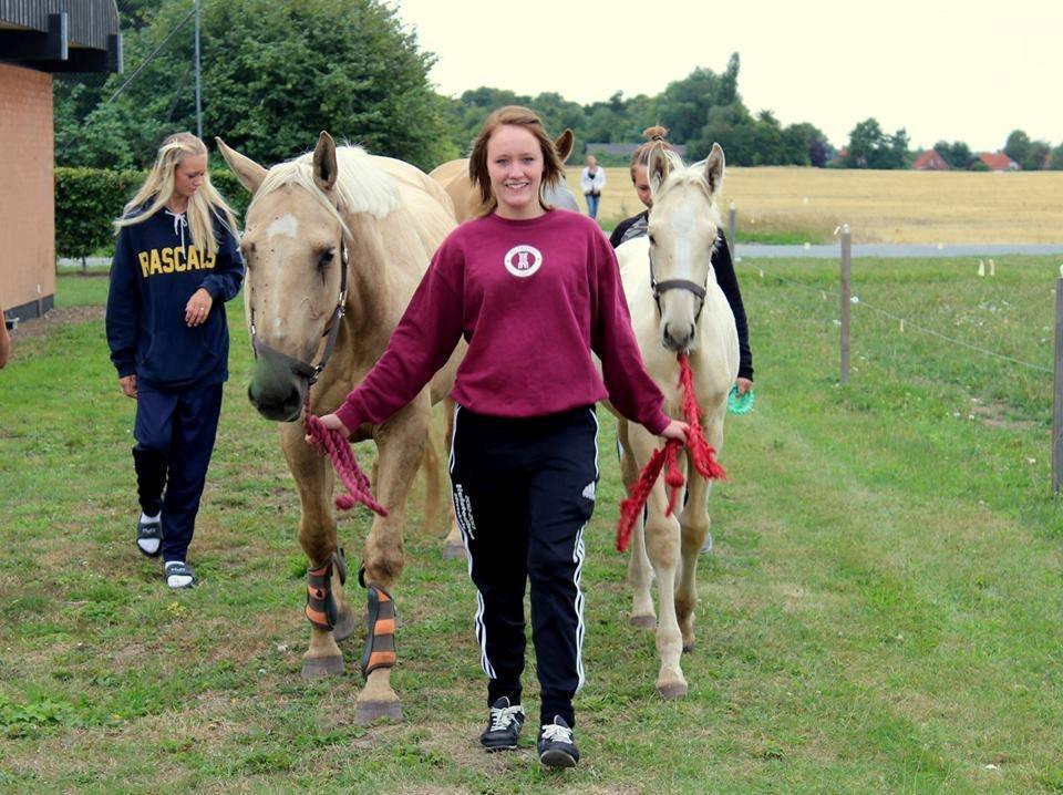 Palomino Axélls Bette Davis - Indlukning August 2013.. billede 33