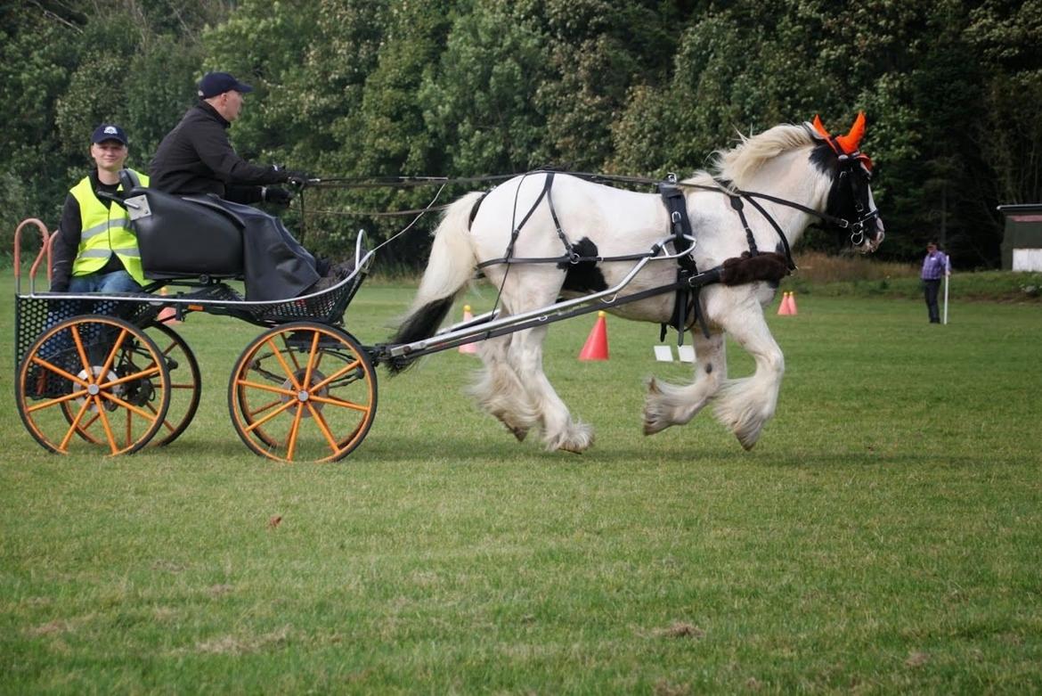 Irish Cob Beer's Paddy billede 1