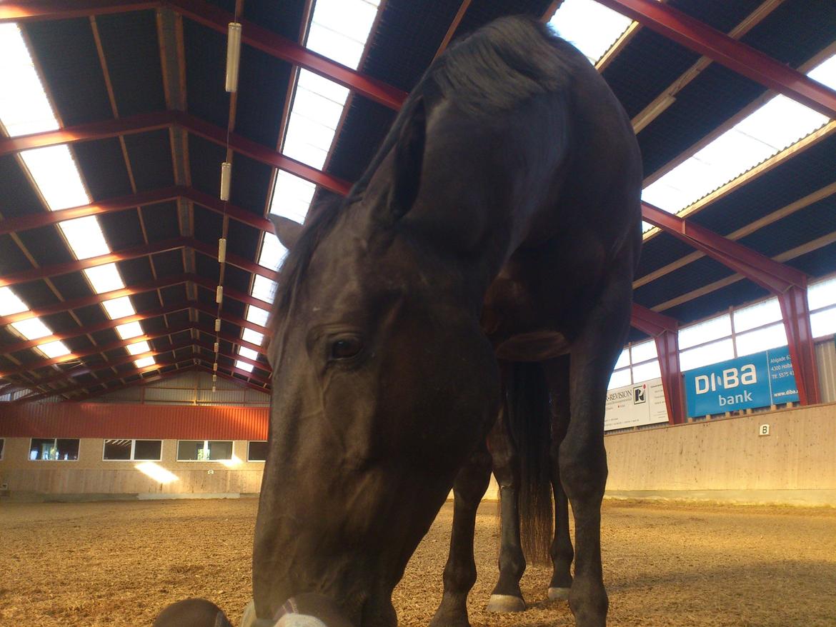 Oldenborg Sorél af Dano - 4/9-2013: Søøde Soréllo <3 billede 18