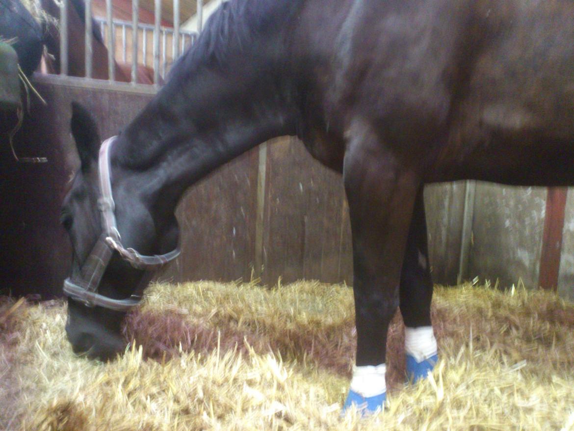 Oldenborg Sorél af Dano - 5/9-2013: Sorél hjemme efter dyrlægebesøg. Undskyld kvaliteten! billede 19