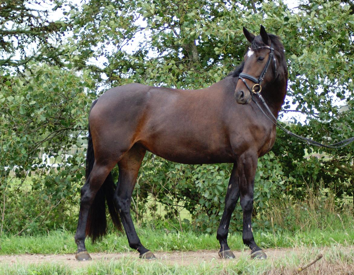 Dansk Varmblod Møllegårds Malou ~RDH~ - Velkommen til Malou's profil :)
En smuk dame.
D 15-09-2013 billede 1