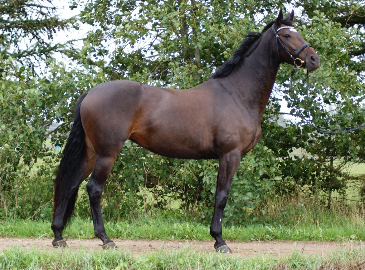 Dansk Varmblod Møllegårds Malou ~RDH~ - Malou der lige gøre sig til ;) billede 2