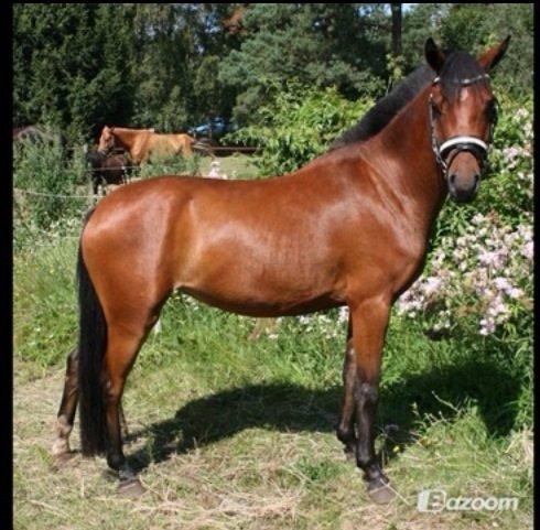 DSP De Bello billede 12