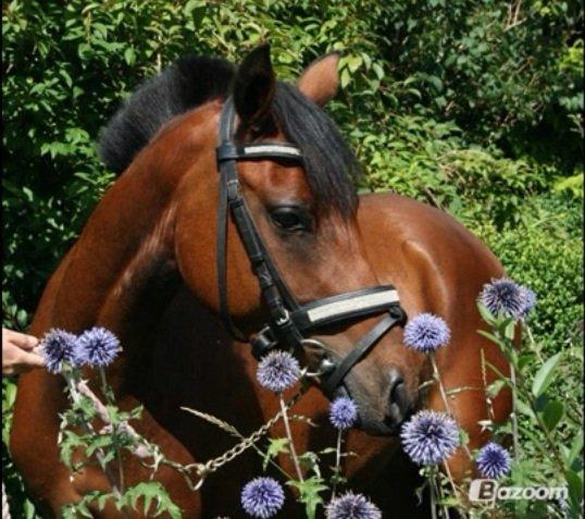 DSP De Bello billede 13