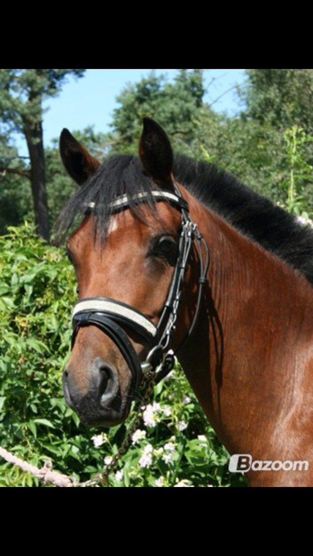 DSP De Bello billede 14