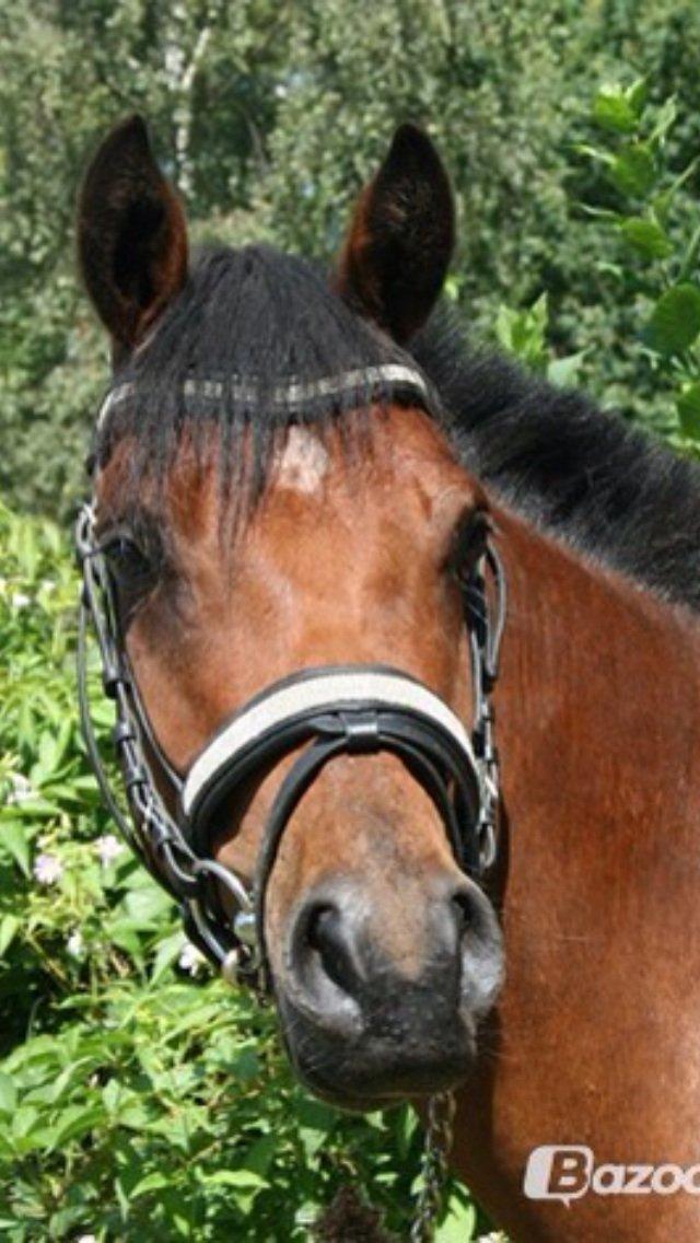 DSP De Bello billede 15