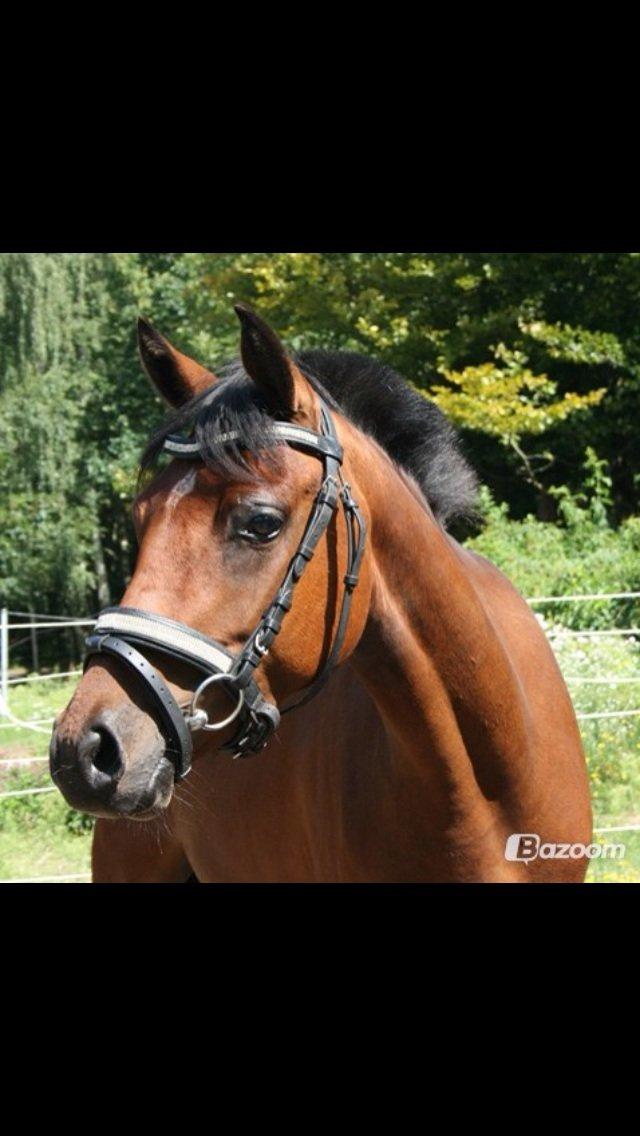 DSP De Bello billede 16