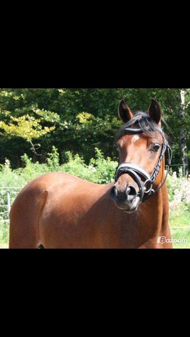 DSP De Bello billede 17