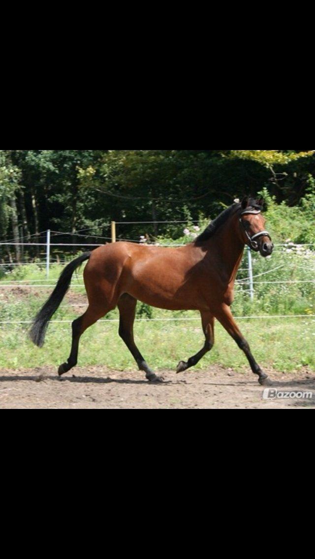 DSP De Bello billede 18