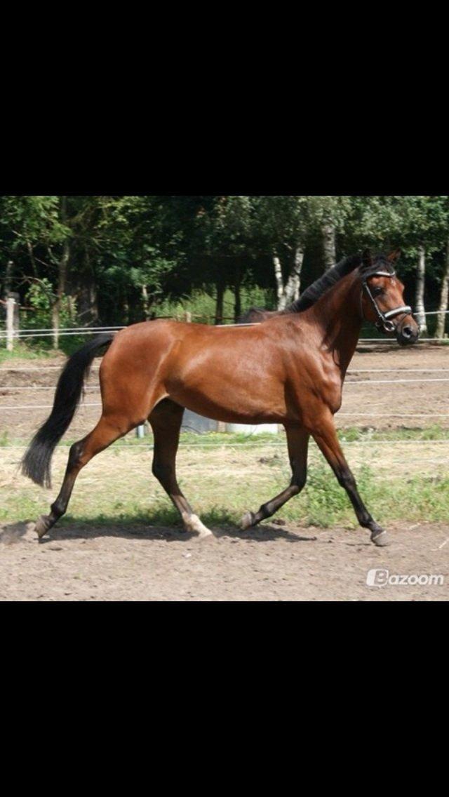 DSP De Bello billede 19