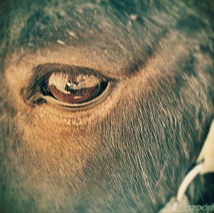 Shetlænder Shazu - A Horse Eye Is Like Missor :)<3 billede 7