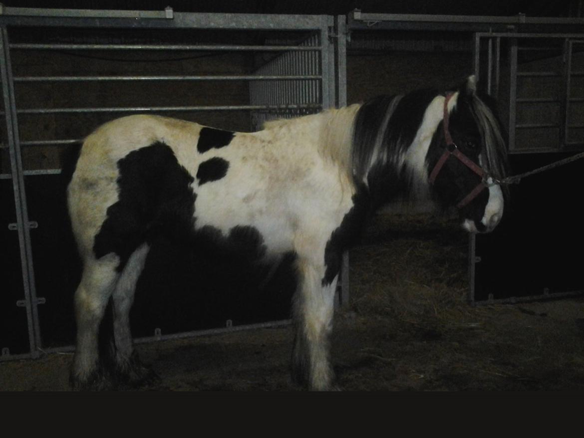 Irish Cob Emma "tidligere hest" billede 11