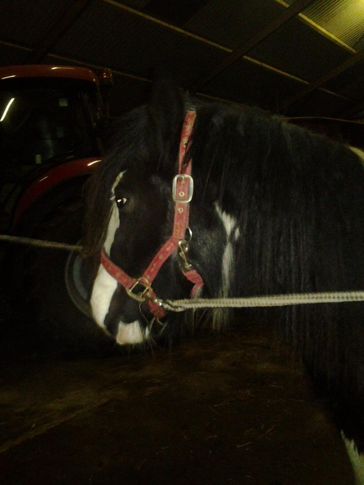 Irish Cob Emma "tidligere hest" billede 12