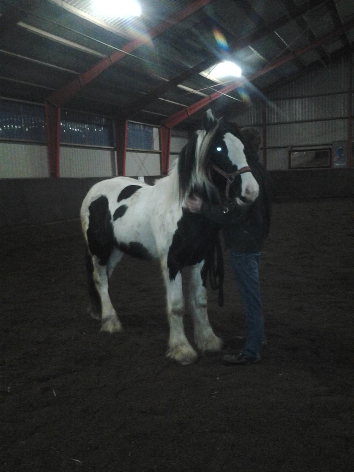 Irish Cob Emma "tidligere hest" billede 13