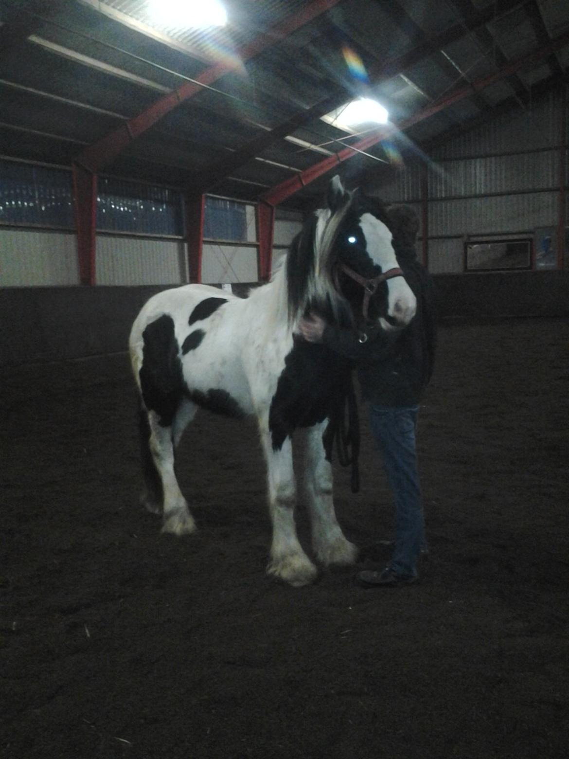 Irish Cob Emma "tidligere hest" billede 14