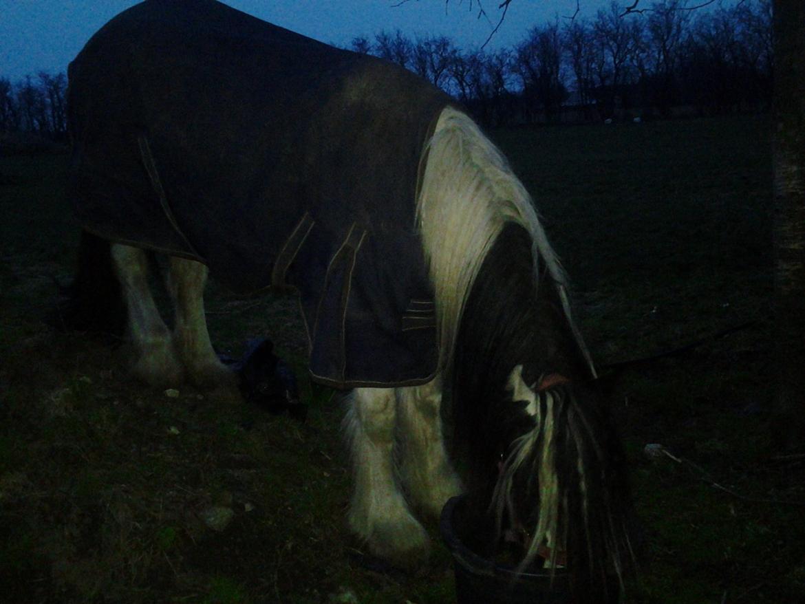 Irish Cob Emma "tidligere hest" billede 15