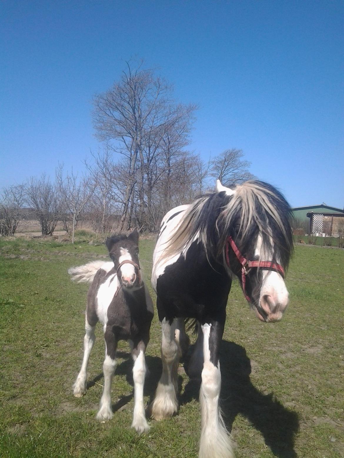 Irish Cob Emma "tidligere hest" billede 16