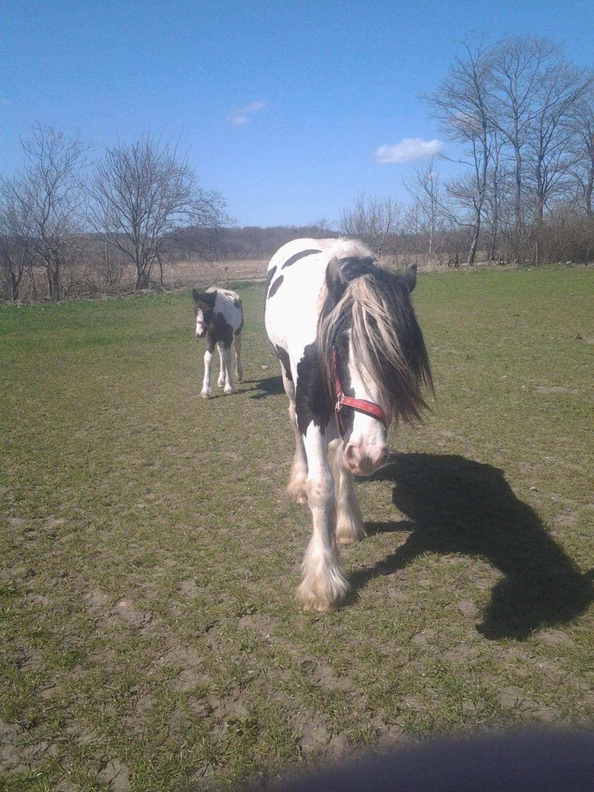 Irish Cob Emma "tidligere hest" billede 16