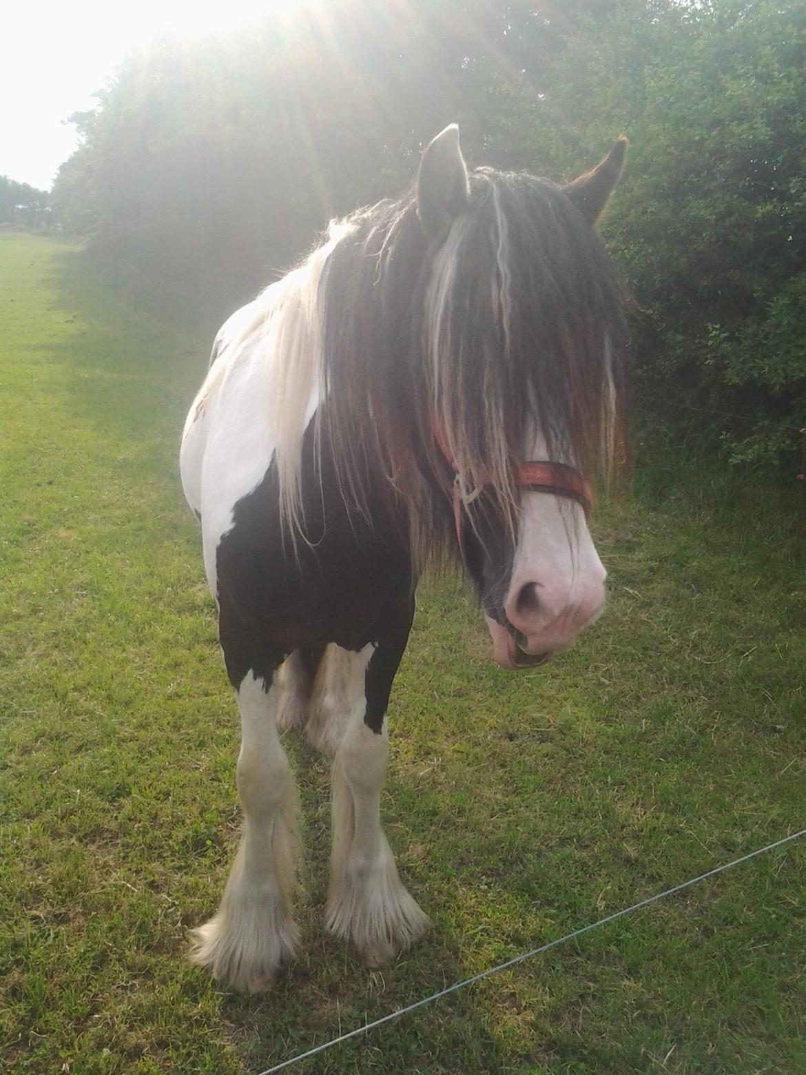 Irish Cob Emma "tidligere hest" billede 18