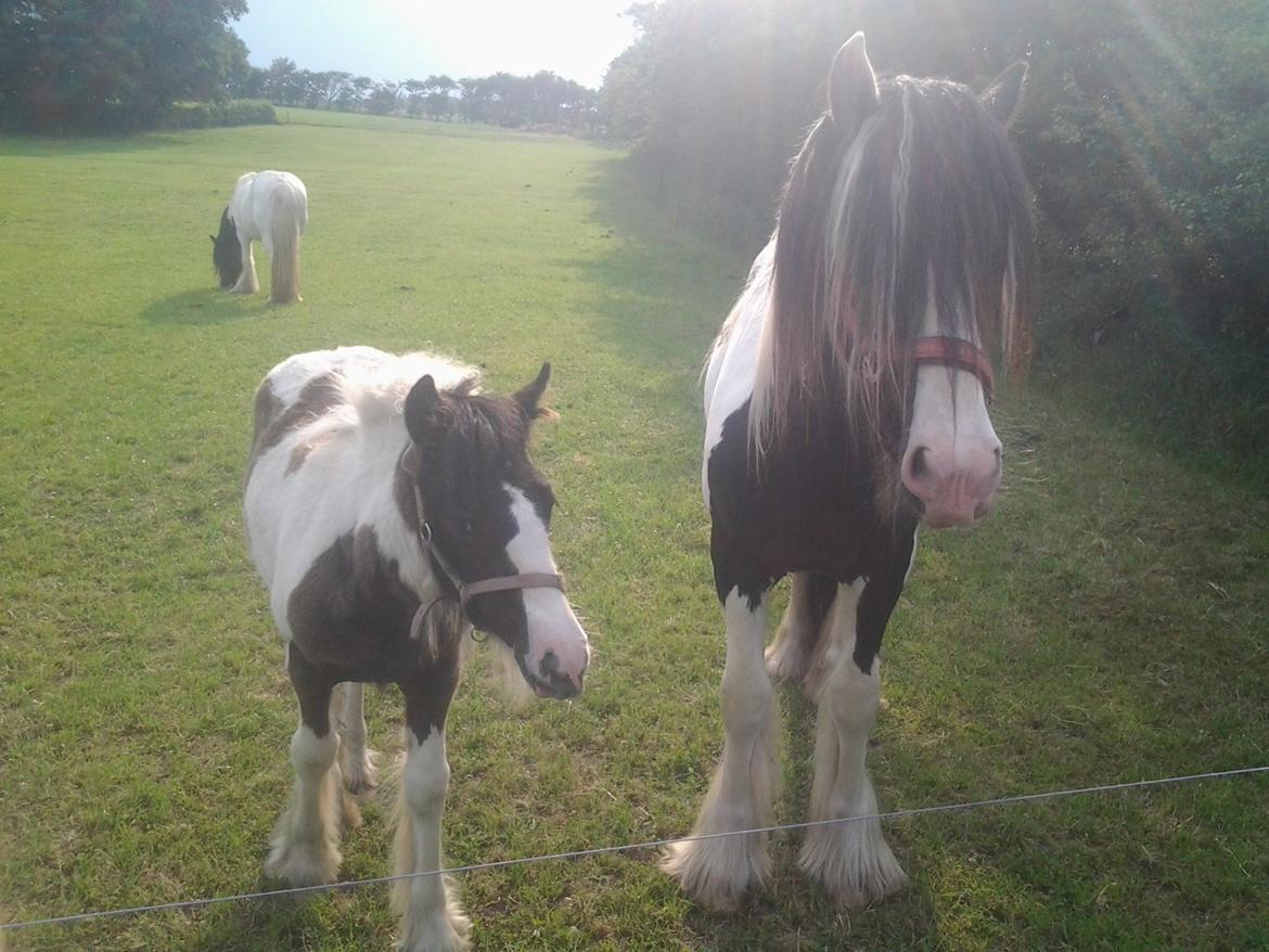 Irish Cob Emma "tidligere hest" billede 20