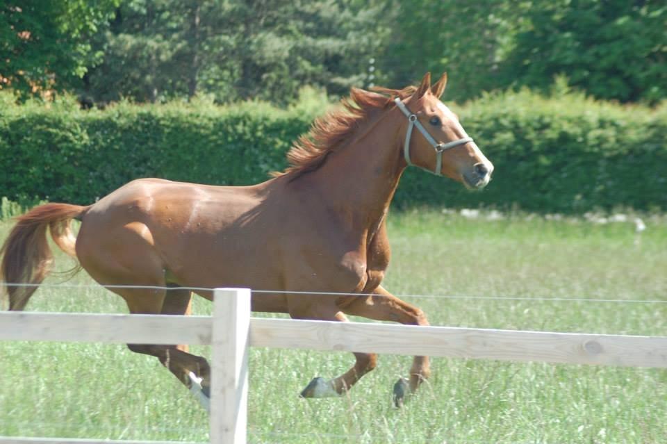 Hannoveraner William - Min glade baby på fold. så dejlig <3  billede 4