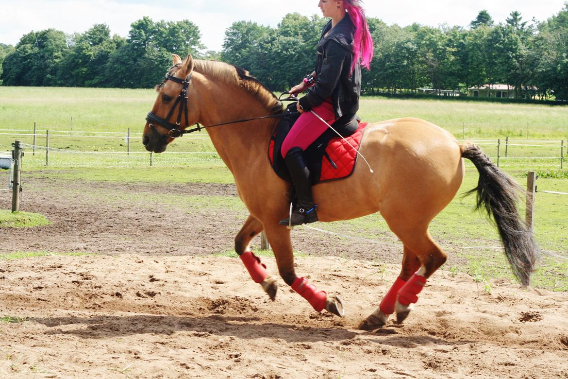 Anden særlig race Nuggi - Lidt galop på bassen  billede 17