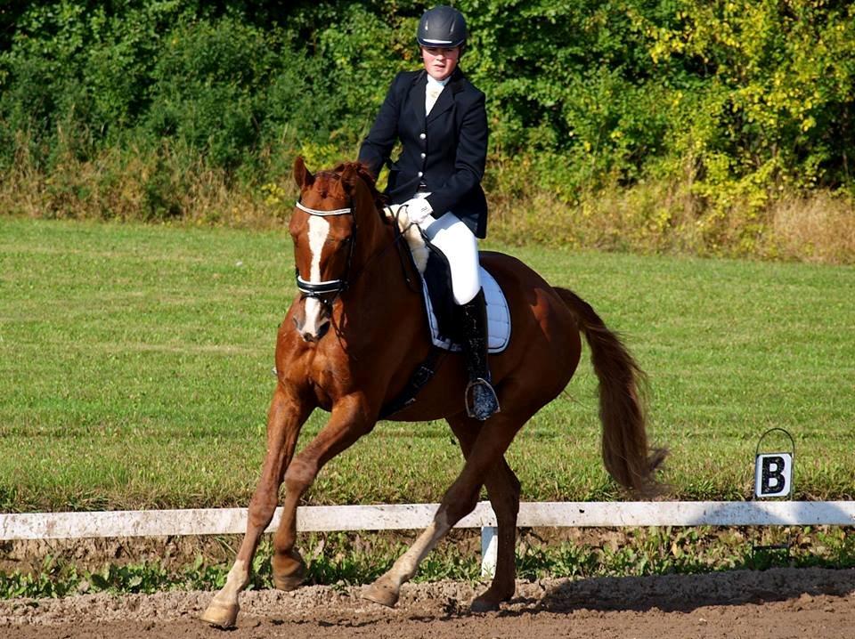 Hannoveraner William - Stævne i HOL d. 14/9 - 2013 billede 20