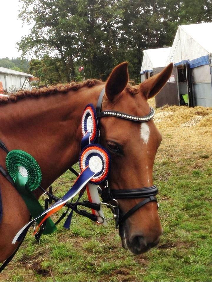 Anden særlig race Clements Penelope - DK-cup finale 9. plads 7 i stil, men pga ned slag 5.50 billede 9