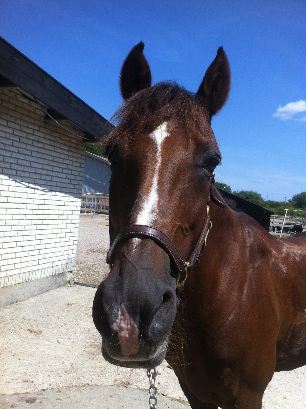 DSP Flying dutchmann  billede 1