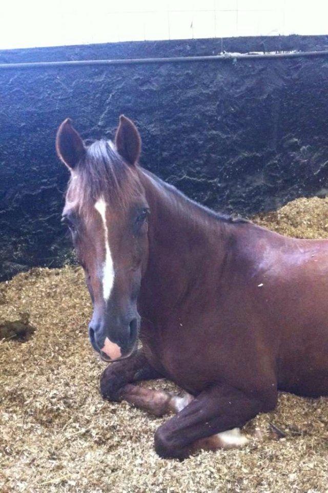 DSP Flying dutchmann  billede 2