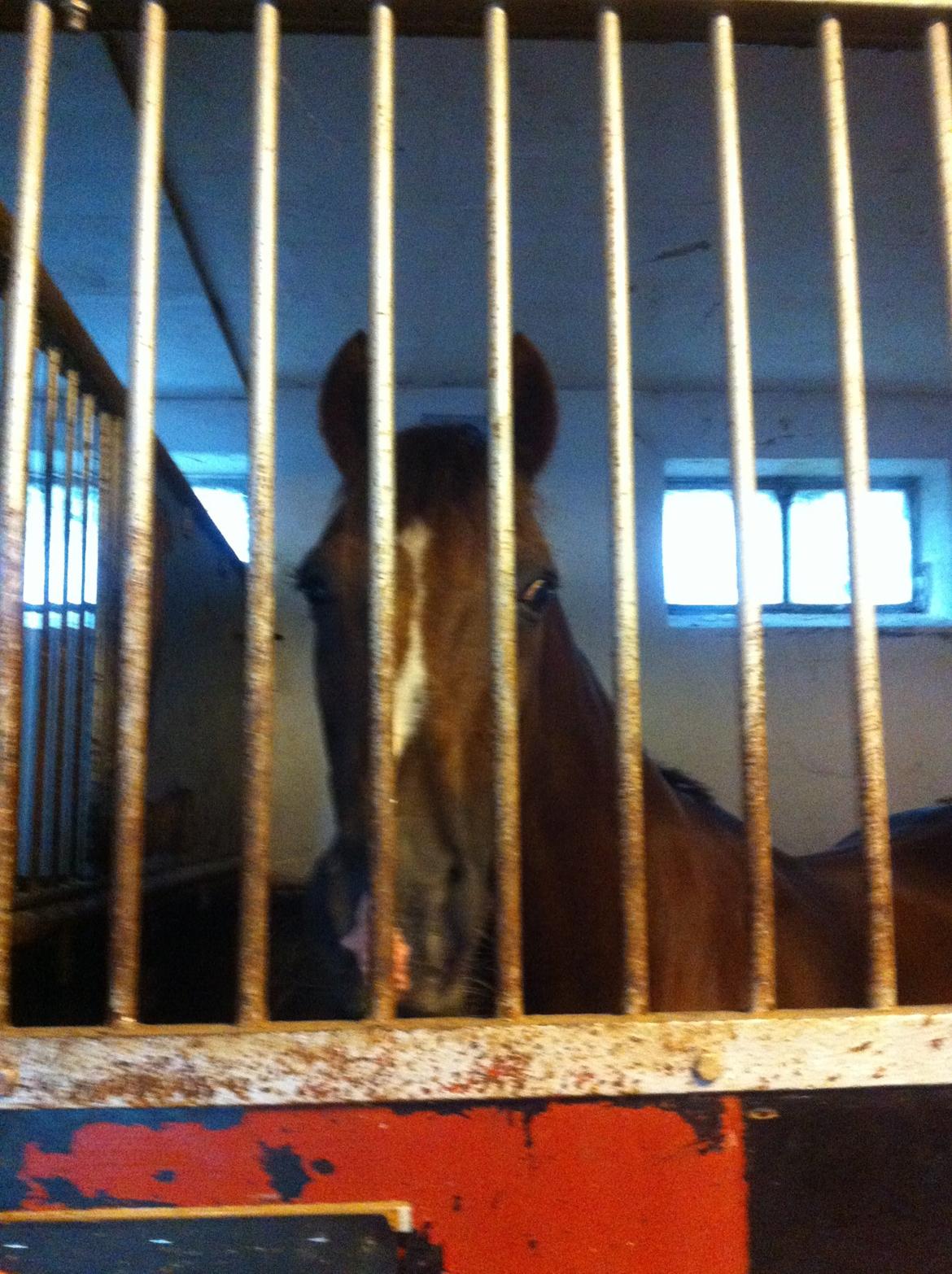 DSP Flying dutchmann  billede 3