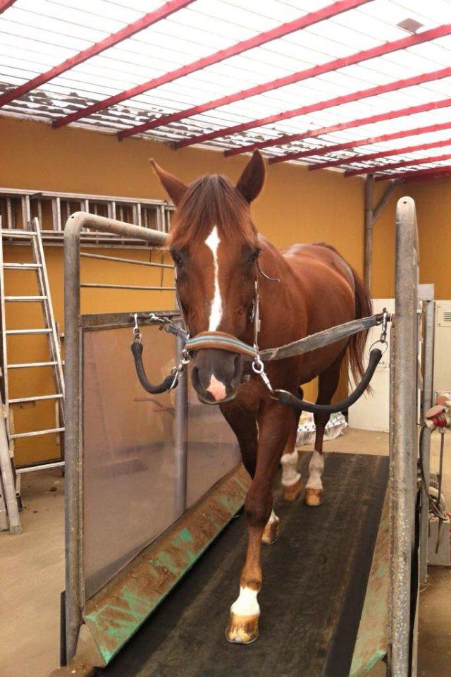 DSP Flying dutchmann  billede 4