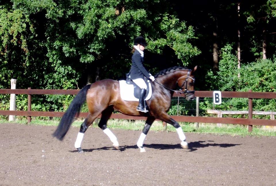 Dansk Varmblod Quanta La Mera Kilen billede 7